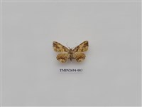 藏品(尺蛾238)的圖片